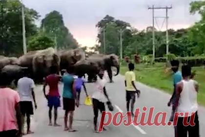 Разъяренный слон бросился на толпу людей и затоптал мужчину. В индийском районе Голагат, штат Ассам, 45-летнего Пачкала Мура затоптал разъяренный слон. 25 июля около 17:30 по местному времени примерно 100 слонов со слонятами переходили дорогу. Люди разошлись и дали животным пройти. Последний слон из стада отбился от сородичей, побежал в сторону людей и напал на них.