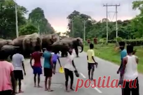 Разъяренный слон бросился на толпу людей и затоптал мужчину. В индийском районе Голагат, штат Ассам, 45-летнего Пачкала Мура затоптал разъяренный слон. 25 июля около 17:30 по местному времени примерно 100 слонов со слонятами переходили дорогу. Люди разошлись и дали животным пройти. Последний слон из стада отбился от сородичей, побежал в сторону людей и напал на них.