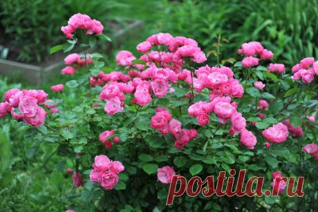 Обрезка роз осенью: как и когда это лучше делать | РБК | Дзен