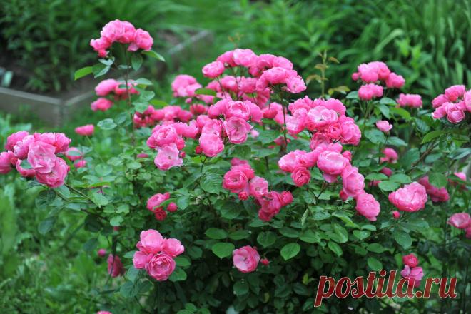 Обрезка роз осенью: как и когда это лучше делать | РБК | Дзен