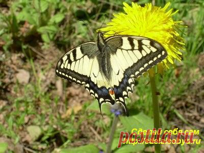 АНОМАЛИЯ .
Очередная великолепная сказка от Эльфики.
Обязательно прочитайте, не пожалеете.