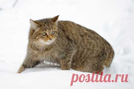 Wildkatze im Tiefschnee - Naturbild-Galerie: Wildkatze - Fokusnatur Naturfotografie