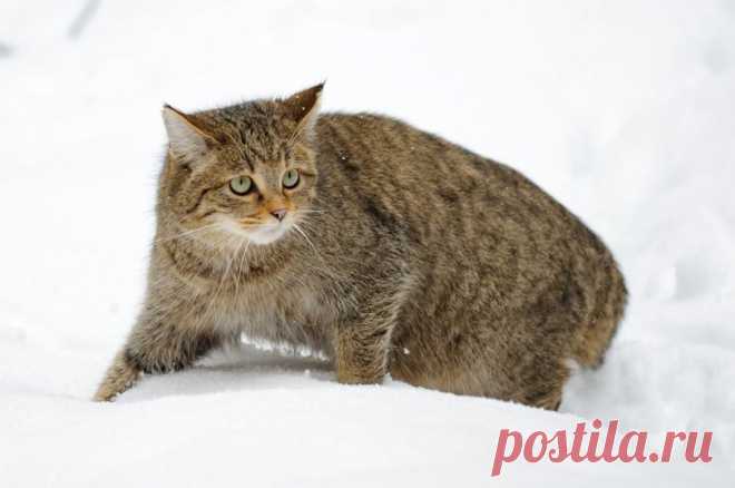 Wildkatze im Tiefschnee - Naturbild-Galerie: Wildkatze - Fokusnatur Naturfotografie