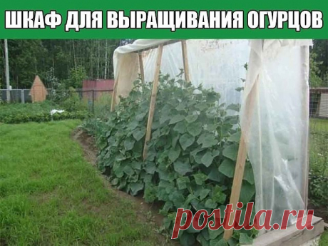 Шкаф для выращивания огурцов

Очень часто садоводы устраивают парник для огурцов своими руками. Чаще всего встречаются мини-парники или классические небольшие теплицы. Есть еще способ выращивания огурцов в мешках, бочках, на открытых шпалерах. Но такой вариант выращивания я вижу впервые: шкаф, а точнее шкаф — купе для любимых зеленцев смотрится на участке ничуть не хуже всех вышеперечисленных конструкций.

Шкаф для выращивания огурцов
Нет необходимости покупать целые листы...