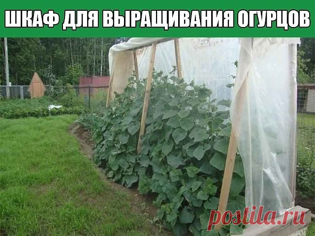 Шкаф для выращивания огурцов

Очень часто садоводы устраивают парник для огурцов своими руками. Чаще всего встречаются мини-парники или классические небольшие теплицы. Есть еще способ выращивания огурцов в мешках, бочках, на открытых шпалерах. Но такой вариант выращивания я вижу впервые: шкаф, а точнее шкаф — купе для любимых зеленцев смотрится на участке ничуть не хуже всех вышеперечисленных конструкций.

Шкаф для выращивания огурцов
Нет необходимости покупать целые листы...