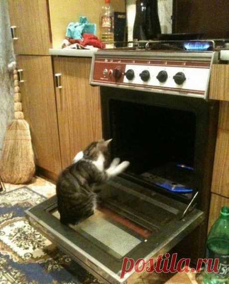 50 случаев, когда кошки случайно показали темную сторону своей личности