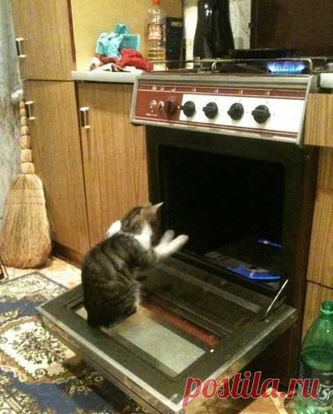 50 случаев, когда кошки случайно показали темную сторону своей личности