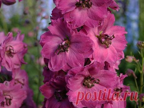 Дельфиниум многолетний. Выращивание дельфиниума.