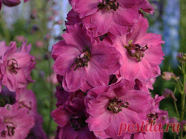 Дельфиниум многолетний. Выращивание дельфиниума.