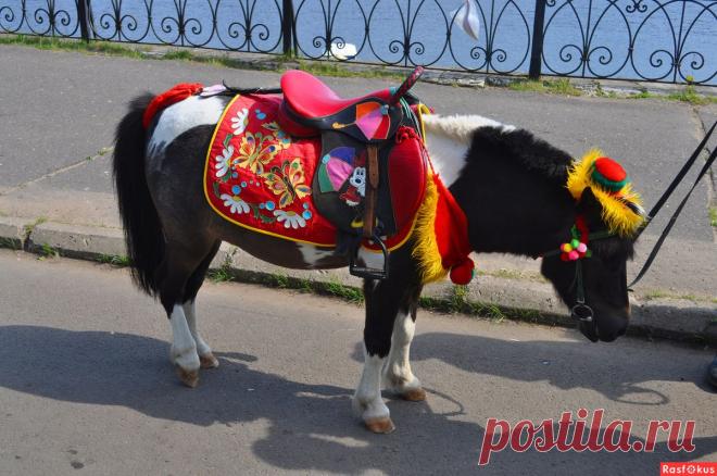 Фото: А пони то же кони.... Николай Попов. Фото животных - Фото и фотограф на Расфокусе.