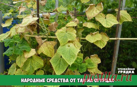 Народные средства от тли на огурцах 
Огуречная или бахчевая тля поселяется на огурцах. 
В больших количествах этот вредитель может уничтожить растения меньше чем за месяц, поэтому откладывать с решением проблемы не стоит. Как избавиться от тли народными средствами на огурцах описано ниже. 
Чистотел является эффективным, но и опасным методом против тли для человека. Настой делают из 4 кг измельченной свежей травы. Ее заливают водой (10 л) и настаивают в течение 24 часов. После этого можно испо