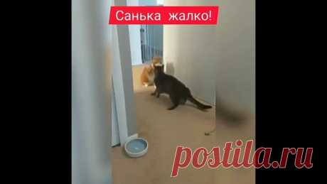 Отличный джеб,  а Саньку в театральное училище заведите!