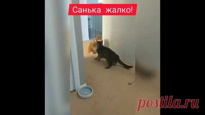 Отличный джеб,  а Саньку в театральное училище заведите!
