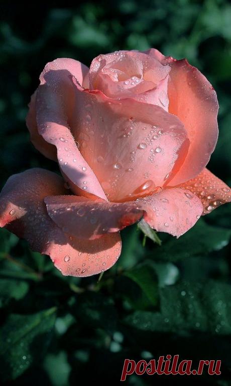 Pinterest: инструмент для поиска и хранения интересных идей