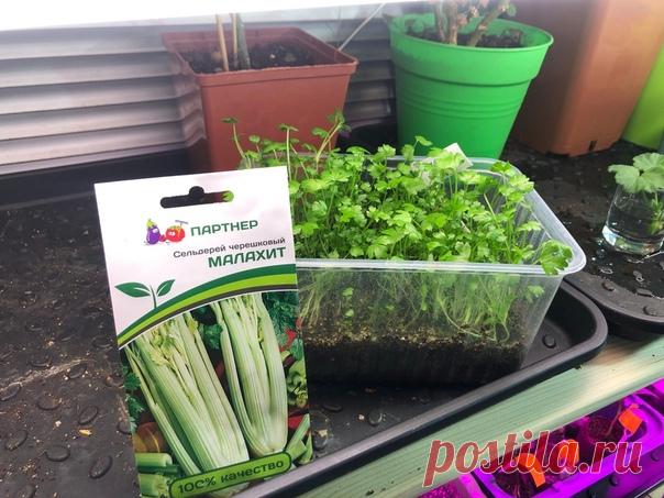 Вот такие дружные всходы получились у МАЛАХИТА от https://semena-partner.ru
Скоро пересаживать в отдельные стаканы. Сельдерею я не предоставляю большие стаканы, объём всего 200 мл, рассаду и так некуда ставить.
В этих стаканах сельдерей «сидит» до отправки на дачу в начале мая, и вот уже там пересаживаю в кашпо 1,5 литра. Размещаю рассаду либо в теплице, либо в грядке под материалом, если стоит или ожидается холодная погода. Если с погодой везёт, то высаживаю сразу в грядк...