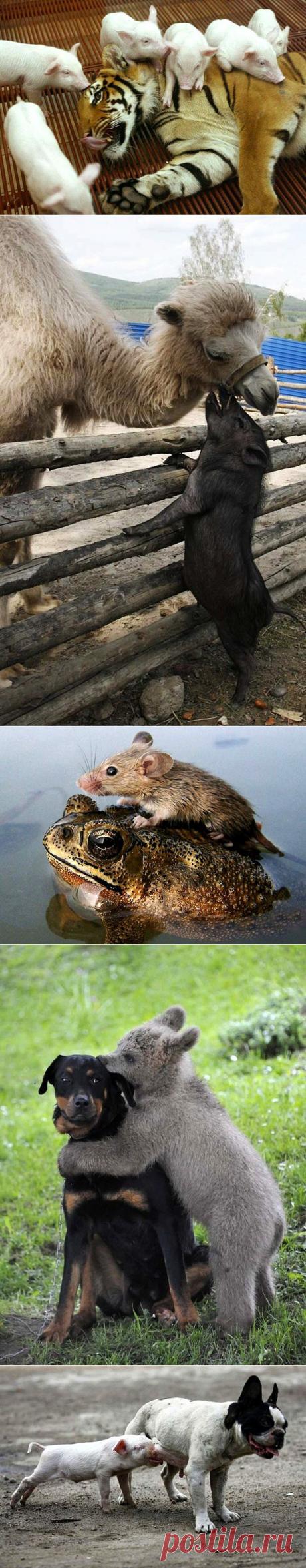 Странные парочки животных. - Вид из окна