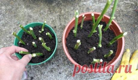 Черенкование розы осенью. Простой способ размножения | Любимая Дача | Яндекс Дзен