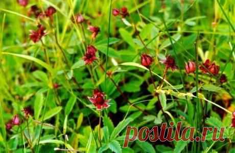 Сабельник болотный, Comariumpalustre L - целебные травы