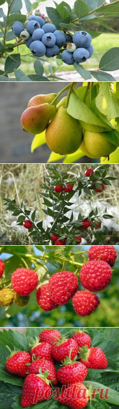 Сад: деревья и кустарники  – Flowertimes.ru