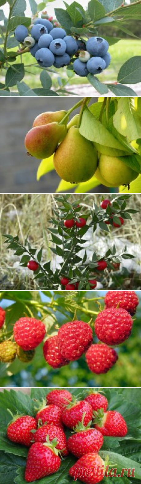 Сад: деревья и кустарники  – Flowertimes.ru