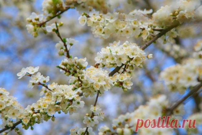 Дачники забывают сделать это с вишней весной и остаются без ягод Побелка, обрезка, обработка от вредителей, подкормка – это далеко не все, что требует вишня весной.

