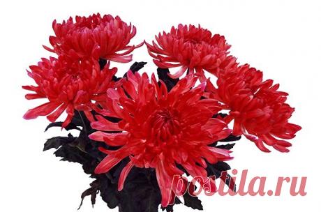 Как привлечь любовь? | Все буде добре