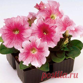 Петуния крупноцветковая Танго Red Veined (драже) 10 шт
