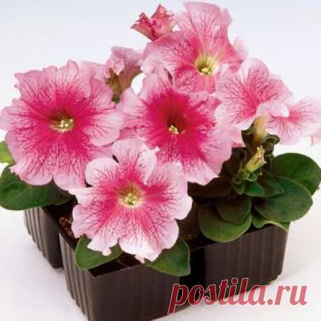 Петуния крупноцветковая Танго Red Veined (драже) 10 шт
