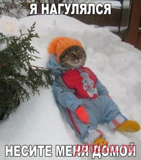 Кошатинка - наши коты и кошки