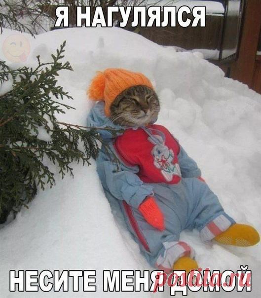 Кошатинка - наши коты и кошки