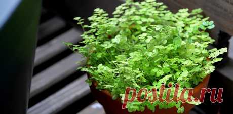 Солейролия: фото, советы и рекомендации по уходу | flori-da.ru