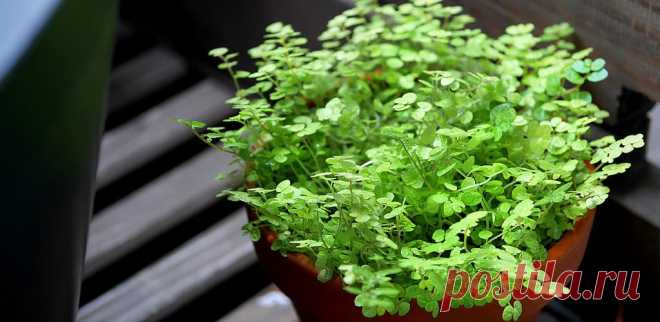 Солейролия: фото, советы и рекомендации по уходу | flori-da.ru