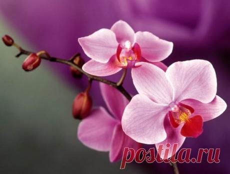 Как ухаживать за орхидеями в домашних условиях в горшке