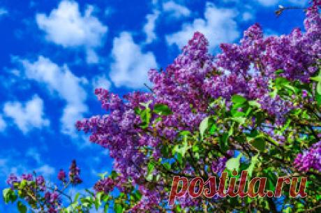 Почему сирень перестала цвести? / Асиенда.ру