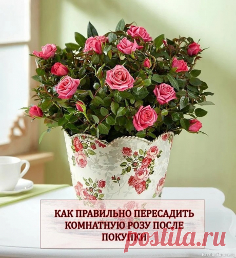 Как правильно пересадить комнатную розу после покупки Комнатные розы, которые мы покупаем в горшках, часто растут в чистом торфе или другом лёгком рыхлом наполнителе, в котором совсем нет никаких питательных веществ. Фирмы-производители таких растений для того, чтобы придать этим миниатюрным розам более товарный вид, при выращивании питают...