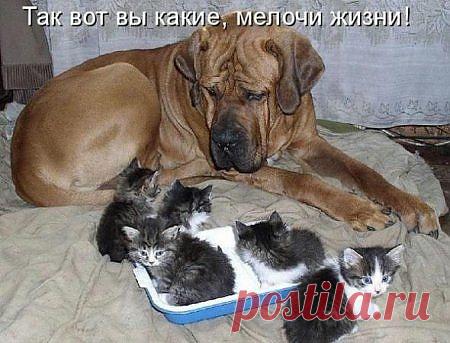 Что за мелочь