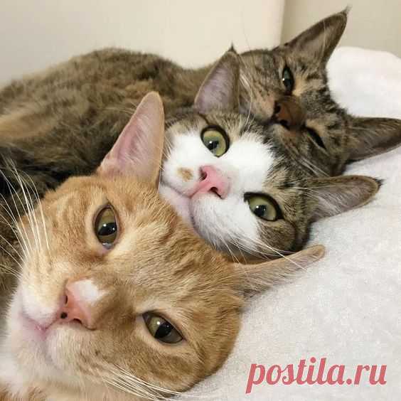 Прикольные картинки котов. Более 100 смешных фото.