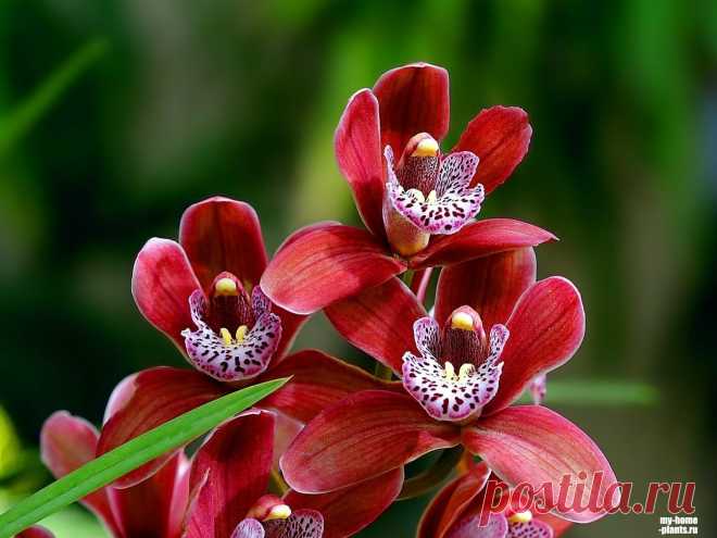 Орхидеи » Домашние растения