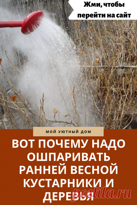 Вот почему надо поливать кипятком кусты и деревья