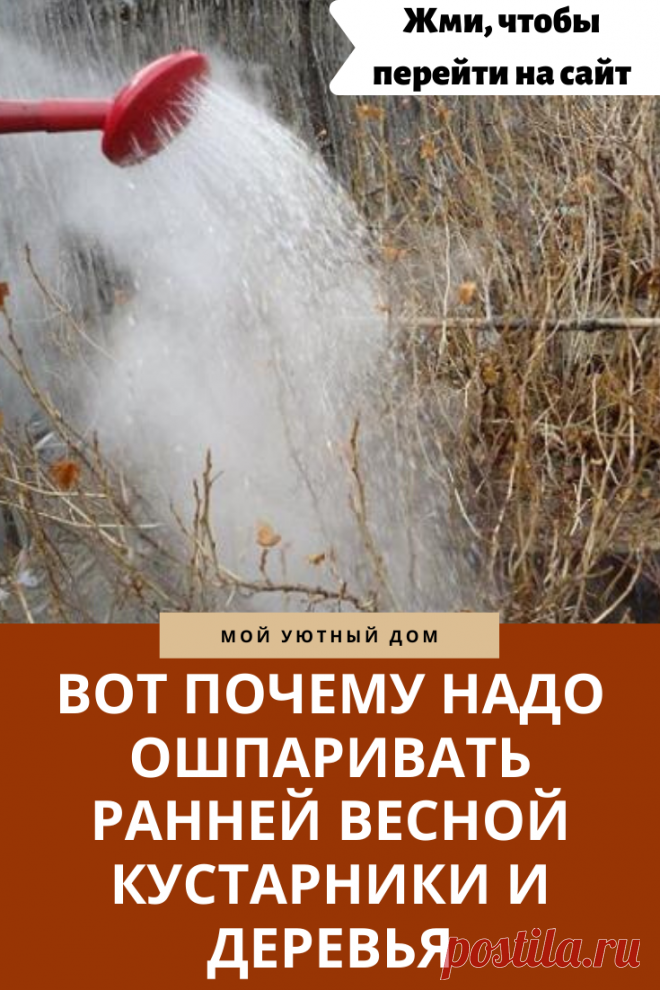 Вот почему надо поливать кипятком кусты и деревья