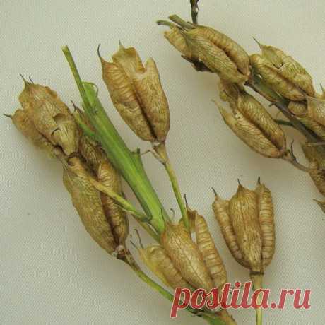 Дельфиниум - выращивание рассады из семян | Сажаем Сад