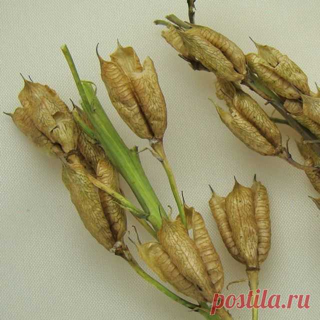 Дельфиниум - выращивание рассады из семян | Сажаем Сад