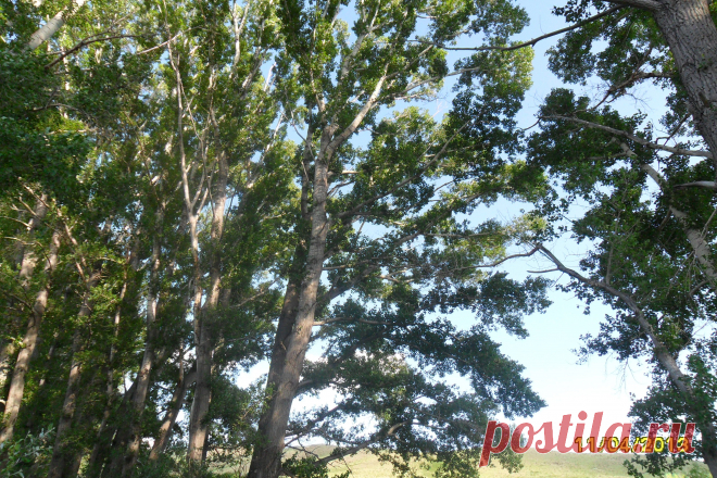 Ты забери о тебе мои мысли,
перечеркни,по-прямой,мою память,
где мы надолго с тобою зависли,где твоё слово/молчание РАНИТ.
Развороши отгоревших иллюзий
пепел,засЫпавший гору событий,
мимо летящих,желания сузив,
не принося интересных открытий...