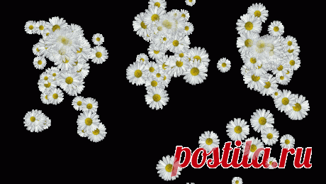 Футажи (гиф анимация) - летящие цветы на прозрачном фоне