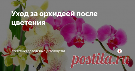 Уход за орхидеей после цветения Каким бы ни было красивым цветение орхидеи, рано или поздно оно заканчивается. Владелец комнатного растения гадает: нужно ли отрезать цветонос и что делать с цветком дальше, чтобы вскоре оно распустилось вновь? Рассказываем подробно!
Будет ли ещё орхидея цвести?
Внимательно осмотрите кончик цветоноса. Если он зелёного "живого" цвета, то велика вероятность: побег будет рас