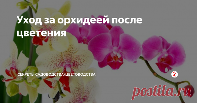 Уход за орхидеей после цветения Каким бы ни было красивым цветение орхидеи, рано или поздно оно заканчивается. Владелец комнатного растения гадает: нужно ли отрезать цветонос и что делать с цветком дальше, чтобы вскоре оно распустилось вновь? Рассказываем подробно!
Будет ли ещё орхидея цвести?
Внимательно осмотрите кончик цветоноса. Если он зелёного 