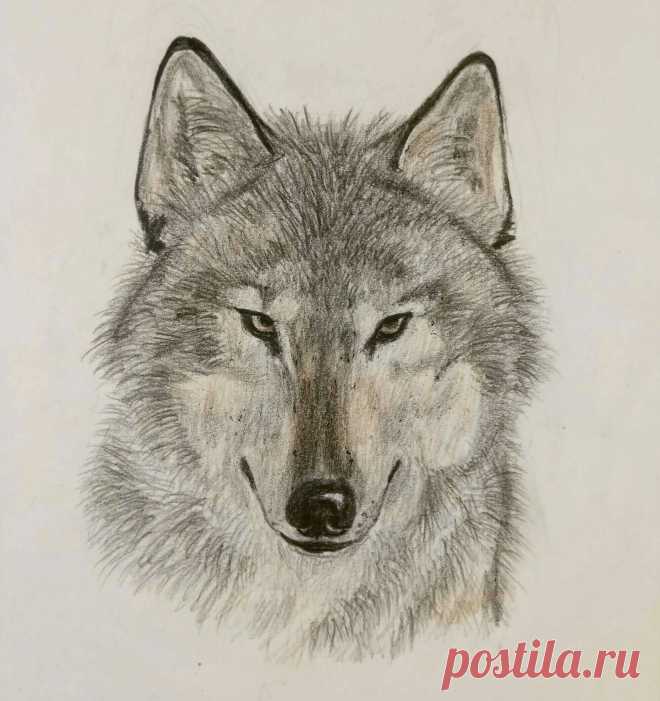 Сероманец 1997 г. (карандаш)