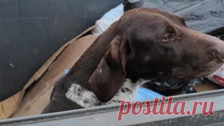 В российском регионе в мусорном контейнере обнаружили изувеченную породистую собаку. В городе Крымск Краснодарского края в мусорном контейнере нашли изувеченную породистую собаку. Об этом сообщает ГУ МВД России по региону. По информации Telegram-канала 112, пса породы курцхаар в мусорном контейнере обнаружила местная ...