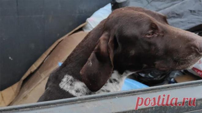 В российском регионе в мусорном контейнере обнаружили изувеченную породистую собаку. В городе Крымск Краснодарского края в мусорном контейнере нашли изувеченную породистую собаку. Об этом сообщает ГУ МВД России по региону. По информации Telegram-канала 112, пса породы курцхаар в мусорном контейнере обнаружила местная ...