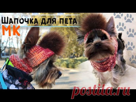 Шапка для собаки спицами 🐶Мастер-класс | Шапочка для йорка | DIY hat for dog